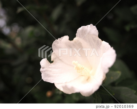 白いハイビスカス 白いハイビスカス 92010369