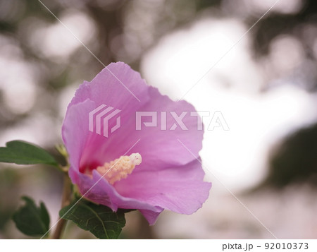 ピンクの白いハイビスカス ピンクの白いハイビスカス 92010373