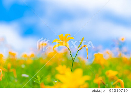 【夏素材】車山高原・霧ヶ峰に咲き乱れるニッコウキスゲ【長野県】 【夏素材】車山高原・霧ヶ峰に咲き乱れるニッコウキスゲ【長野県】 92010710
