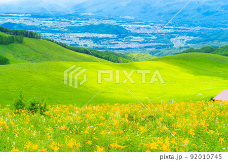 【夏素材】車山高原・霧ヶ峰に咲き乱れるニッコウキスゲ【長野県】 92010745