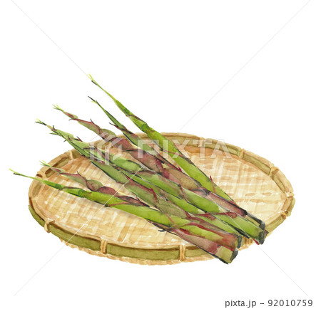 ザルにのせた根曲り竹 姫竹【手描き水彩画】素材 白バック 透過背景 コピースペースあり 92010759