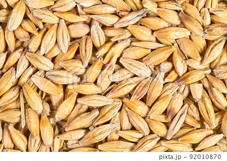 Background or texture of Unpeeled barley grains. Close-up Background or texture of Unpeeled barley grains. Close-up 92010870