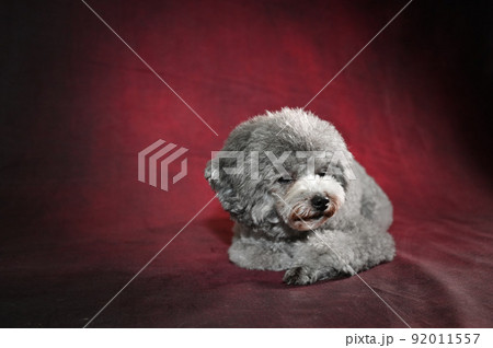 暗めの背景布をバックに撮影したトイプードル 92011557