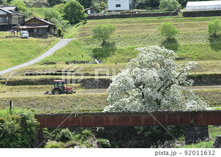 ひとつばたご 92011632