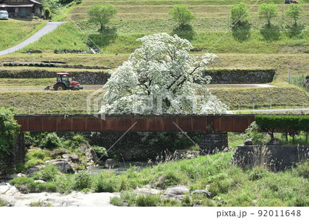 ひとつばたご 92011648