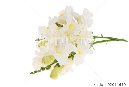 snapdragon isolated 92011650