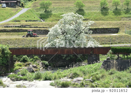 ひとつばたご 92011652