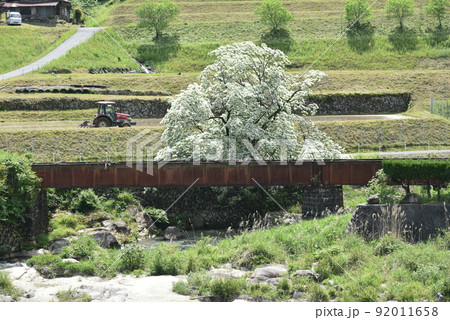 ひとつばたご 92011658