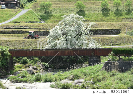 ひとつばたご 92011664