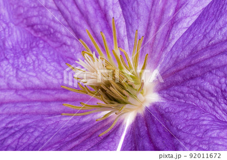 background of clematis flower close-up macro 92011672
