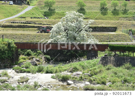 ひとつばたご 92011673