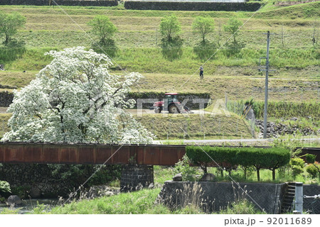 ひとつばたご ひとつばたご 92011689