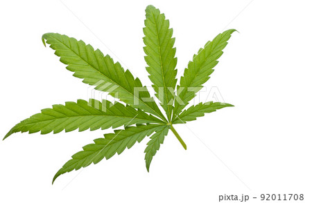 cannabis leaves isolated 92011708
