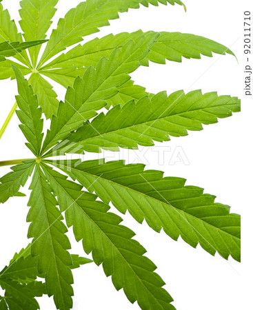 cannabis leaves isolated 92011710