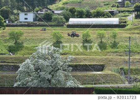 ひとつばたご 92011723