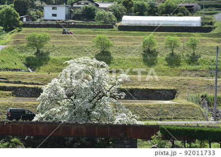 ひとつばたご 92011733