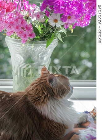 REad cat and pink phlox in vase 92012190