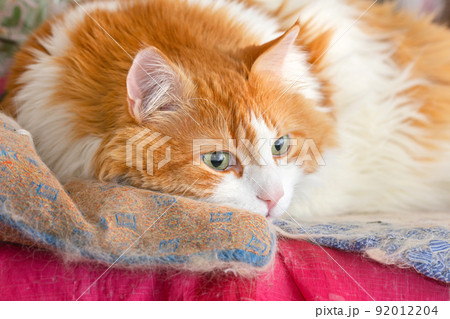 Adult red-haired cat lies in thought 92012204