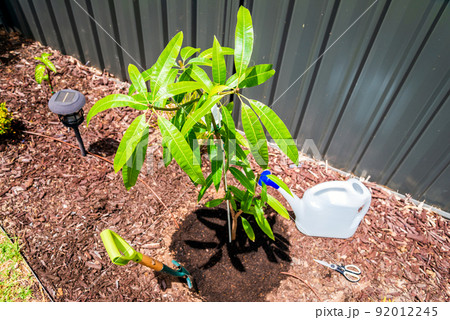 Planting a mango tree on backyard 92012245