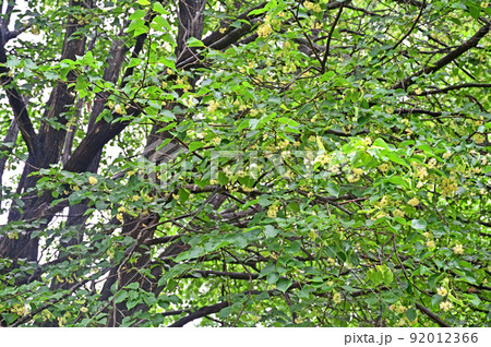 樹木:シナノキ シナノキ科 樹木:シナノキ シナノキ科 92012366