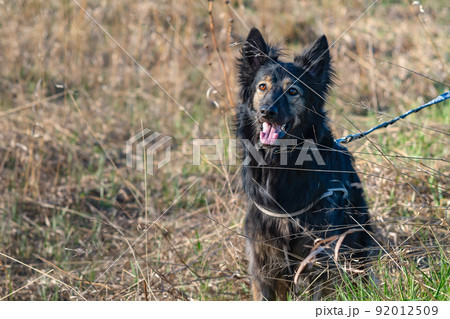 a dog, a cross between a breed of shepherd and a mongrel, sits on the ground on dry spring grass 92012509