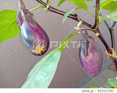 害虫被害のナスとツヤ無し果 害虫被害のナスとツヤ無し果 92012582
