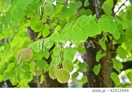 樹木:カツラ カツラ科 樹木:カツラ カツラ科 92012949