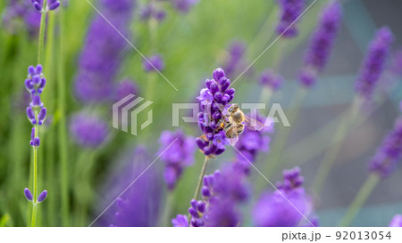 Honeybee in flowering lavender field. Summer landscape with blue lavender flowers. Latvia Honeybee in flowering lavender field. Summer landscape with blue lavender flowers. Latvia 92013054