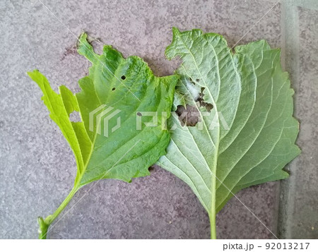 虫食いと繭が付けられた青じそ　ベニフキノメイガ被害 92013217