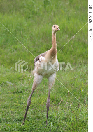 タンチョウの幼鳥 92013460