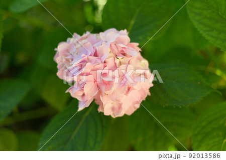 Close up light pink hortensia fresh flowers blur background. 92013586