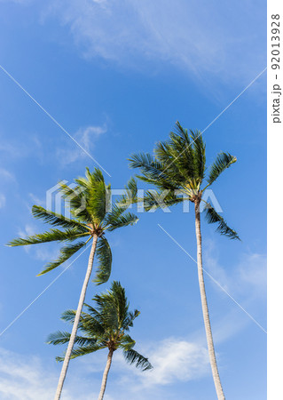 Vertical of three coconut palm trees agains a blue sky with white cloud. 92013928