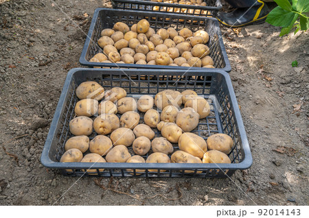 家庭菜園で収穫したキタアカリ 92014143
