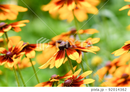 ルドベキア ルドベキア 92014362