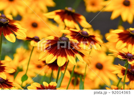 ルドベキア ルドベキア 92014365