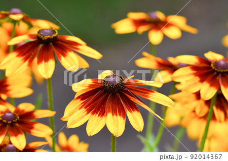 ルドベキア ルドベキア 92014367