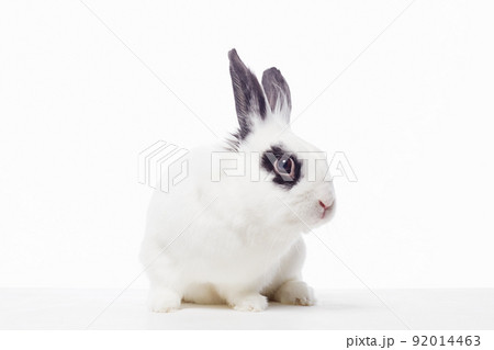white rabbit with black ears and eyes. Funny fluffy rabbit 92014463
