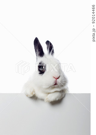 funny white rabbit with black ears and eyes 92014466