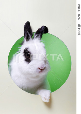 white rabbit in color paper hole. Funny fluffy rabbit white rabbit in color paper hole. Funny fluffy rabbit 92014468