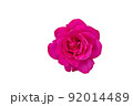 Single pink rose flower isolated on white background 92014489