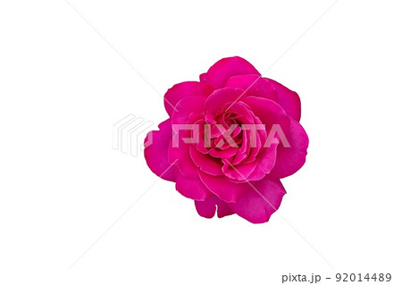 Single pink rose flower isolated on white background Single pink rose flower isolated on white background 92014489