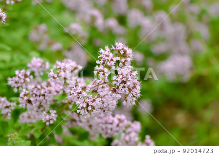 オレガノの花 オレガノの花 92014723