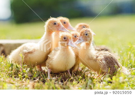 Little ducklings are walking on green grass, close up 92015050