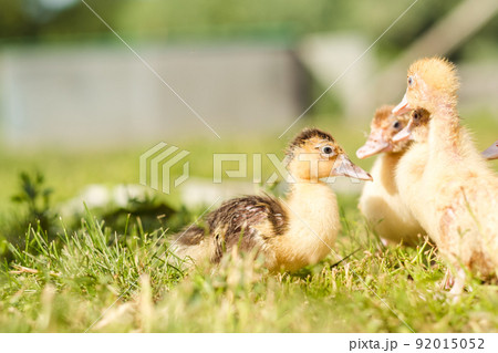 Little ducklings are walking on green grass, close up Little ducklings are walking on green grass, close up 92015052