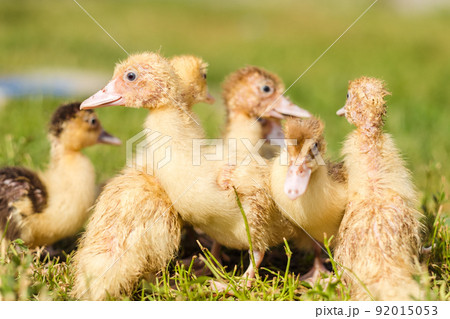 Little ducklings are walking on green grass, close up Little ducklings are walking on green grass, close up 92015053