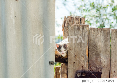 a small kitten sits on a fence in summer a small kitten sits on a fence in summer 92015054