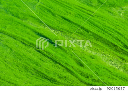 bright green mud close-up. Acid color green background bright green mud close-up. Acid color green background 92015057