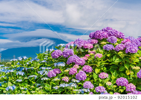 （静岡県）満開のアジサイと巨大な雲がかかった富士山 92015102