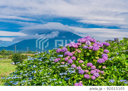 (静岡県)満開のアジサイと巨大な雲がかかった富士山 (静岡県)満開のアジサイと巨大な雲がかかった富士山 92015105