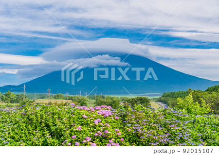 (静岡県)満開のアジサイと巨大な雲がかかった富士山 (静岡県)満開のアジサイと巨大な雲がかかった富士山 92015107